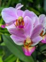 Phalaenopsis, Phal, Moth Orchid flowers, HortPark-the Gardening Hub, horticulture park, Singapore