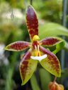 Phalaenopsis, Phal, Moth Orchid flower, HortPark-the Gardening Hub, horticulture park, Singapore