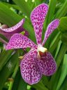 Aranda Christine, orchid hybrid flower, Singapore National Orchid Garden located in Singapore Botanic Gardens