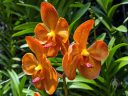 Aranda Khaw Phaik Suan, Vanda orchid hybrid flowers, orange flowers, Singapore National Orchid Garden located in Singapore Botanic Gardens