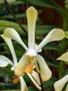 Aranda Nancy, orchid hybrid flower, Singapore National Orchid Garden located in Singapore Botanic Gardens