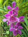 Aranda Noorah Alsagoff, orchid hybrid flowers, Singapore National Orchid Garden located in Singapore Botanic Gardens
