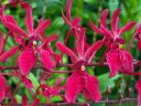 Renanthera Kalsom, orchid hybrid flowers, red flowers, Singapore National Orchid Garden located in Singapore Botanic Gardens