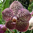 Vanda orchid hybrid flower, Singapore National Orchid Garden located in Singapore Botanic Gardens