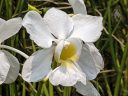 Vanda orchid flower, white flower, Singapore National Orchid Garden located in Singapore Botanic Gardens