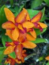 Cattleya orchid hybrid flowers growing on a Supertree, red and orange flowers, Gardens by the Bay Nature Park, Singapore