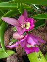 Cattleya orchid hybrid flowers growing at the base of a Supertree, Gardens by the Bay Nature Park, Singapore