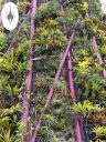 Close-up of bromeliad fern and orchid plants growing on a Supertree, vertical gardens, Gardens by the Bay Nature Park, Singapore