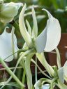 Angraecum eburneum, orchid species flower, Princess of Wales Conservatory, Royal Botanic Gardens Kew, London, UK