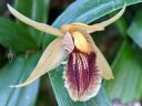 Coelogyne orchid flower, Princess of Wales Conservatory, Royal Botanic Gardens Kew, London, UK