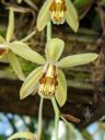 Coelogyne orchid flower, Princess of Wales Conservatory, Royal Botanic Gardens Kew, London, UK