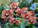 Cymbidium orchid hybrid flowers, Princess of Wales Conservatory, Royal Botanic Gardens Kew, London, UK