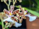Oncidium leucochilum, orchid species flowers, Dancing Lady Orchid, Princess of Wales Conservatory, Royal Botanic Gardens Kew, London, UK