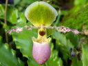 Paphiopedilum orchid hybrid flower, Paph, Lady Slipper, Princess of Wales Conservatory, Royal Botanic Gardens Kew, London, UK