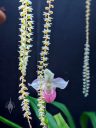 Phragmipedium and Dendrochilum orchid flowers, Phrag, Lady Slipper, Chain Orchid, Princess of Wales Conservatory, Royal Botanic Gardens Kew, London, UK
