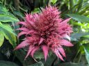 Aechmea Bromeliad flower, pink flower, Princess of Wales Conservatory, Royal Botanic Gardens Kew, London, UK