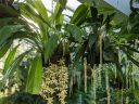 Coelogyne and Dendrochilum orchids in hanging baskets, orchid plants showing leaves and hanging flowers, pendant flowers, Princess of Wales Conservatory, Royal Botanic Gardens Kew, London, UK