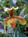 Paphiopedilum orchid flower, Paph, Lady Slipper, Princess of Wales Conservatory, Royal Botanic Gardens Kew, London, UK