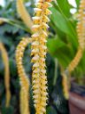 Dendrochilum flowers, orchid species flowers, Chain Orchid, Glasshouse, RHS Garden Wisley, Woking, Surrey, UK