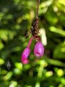 Nageliella purpurea, AKA Domingoa purpurea, orchid species flowers, small purple flowers, , Glasshouse, RHS Garden Wisley, Woking, Surrey, UK