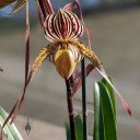 Paphiopedilum philippense dark x Saint Swithin, Lady Slipper orchid hybrid flower, Paph, Glasshouse, RHS Garden Wisley, Woking, Surrey, UK