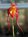 Phragmipedium China Dragon, Phrag, Lady Slipper orchid hybrid flower, Glasshouse, RHS Garden Wisley, Woking, Surrey, UK