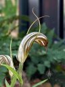 Pterostylis truncata, Greenhood flower, brittle greenhood, little dumpies, orchid species flower, Australian orchid, Glasshouse, RHS Garden Wisley, Woking, Surrey, UK