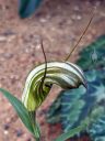 Pterostylis truncata, Greenhood flower, brittle greenhood, little dumpies, orchid species flower, Australian orchid, Glasshouse, RHS Garden Wisley, Woking, Surrey, UK