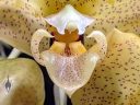 Stanhopea orchid flower, close-up of strange flower lip, weird flower, Glasshouse, RHS Garden Wisley, Woking, Surrey, UK