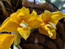 Stanhopea graveolens, orchid species flowers, weird flowers, Glasshouse, RHS Garden Wisley, Woking, Surrey, UK