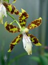 Oncidium maculatum, orchid species flower, University of Oxford Botanic Garden, Oxford, Oxfordshire, England, UK