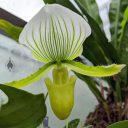 Paphiopedilum Maudiae, orchid hybrid flower, Paph, Lady Slipper, green and white flower, University of Oxford Botanic Garden, Oxford, Oxfordshire, England, UK