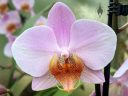 Phalaenopsis orchid hybrid flower, Phal, Moth Orchid, University of Oxford Botanic Garden, Oxford, Oxfordshire, England, UK