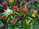 Bromeliads in bloom with colorful flowers, glasshouse at University of Oxford Botanic Garden, Oxford, Oxfordshire, England, UK