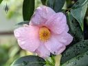 Camellia saluenensis flower, pink flower with water drops, Temperate House, large glasshouse, Kew Gardens, RBG Kew, London, UK