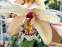 Cymbidium orchid hybrid flower, Temperate House, large glasshouse, Kew Gardens, RBG Kew, London, UK
