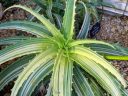 Aloe arborescens Variegata, succulent with striped variegated leaves, aloe species, Glasshouse, RHS Garden Wisley, Woking, Surrey, UK
