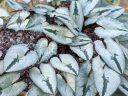 Cyclamen hederifolium, plant species leaves, variegated leaves with dark green stripe on silvery green background, Alpine House, RHS Garden Wisley, Woking, Surrey, UK