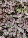 Fittonia albivenis Vershcaffeltii Group, pink stripes on veined green leaves, Glasshouse, RHS Garden Wisley, Woking, Surrey, UK