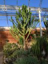 View inside Glasshouse, plants under glasshouse roof, succulents, aloes, sansevieria, and large cactus-like euphorbia, RHS Garden Wisley, Woking, Surrey, UK