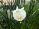 Narcissus 'Silver Palace', narcissus cultivar flower, white flower with orange pollen, Alpine House, RHS Garden Wisley, Woking, Surrey, UK