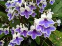 Streptocarpus 'Crystal Ice', Cape primrose, gesneriad, purple and white flowers, Glasshouse, RHS Garden Wisley, Woking, Surrey, UK