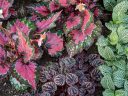 Colorful variegated leaves of begonia, peperomia, and other plants, Glasshouse, RHS Garden Wisley, Woking, Surrey, UK