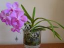 (Vanda Prayad Muang Ratch x Ascocenda Lena Kamolphan) x Vanda Srakaew, orchid hybrid flowers leaves and roots, orchid grown in glass jar indoors in Pacifica, California
