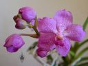 (Vanda Prayad Muang Ratch x Ascocenda Lena Kamolphan) x Vanda Srakaew, orchid hybrid flowers and buds, orchid grown in glass jar indoors in Pacifica, California