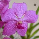 (Vanda Prayad Muang Ratch x Ascocenda Lena Kamolphan) x Vanda Srakaew, orchid hybrid flower, orchid grown in glass vase indoors in Pacifica, California