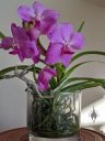 (Vanda Prayad Muang Ratch x Ascocenda Lena Kamolphan) x Vanda Srakaew, orchid hybrid flowers leaves and roots, orchid grown in glass vase indoors in Pacifica, California