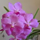 (Vanda Prayad Muang Ratch x Ascocenda Lena Kamolphan) x Vanda Srakaew, orchid hybrid flowers, orchid grown in glass jar indoors in Pacifica, California