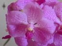 (Vanda Prayad Muang Ratch x Ascocenda Lena Kamolphan) x Vanda Srakaew, orchid hybrid flowers, orchid grown in glass vase indoors in Pacifica, California