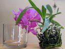 (Vanda Prayad Muang Ratch x Ascocenda Lena Kamolphan) x Vanda Srakaew, orchid hybrid flowers leaves and roots, orchid next to glass vase, orchid grown in glass vase indoors in Pacifica, California